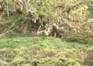 Bir sözüyle ayıları kaçırdığı anlar kamerada