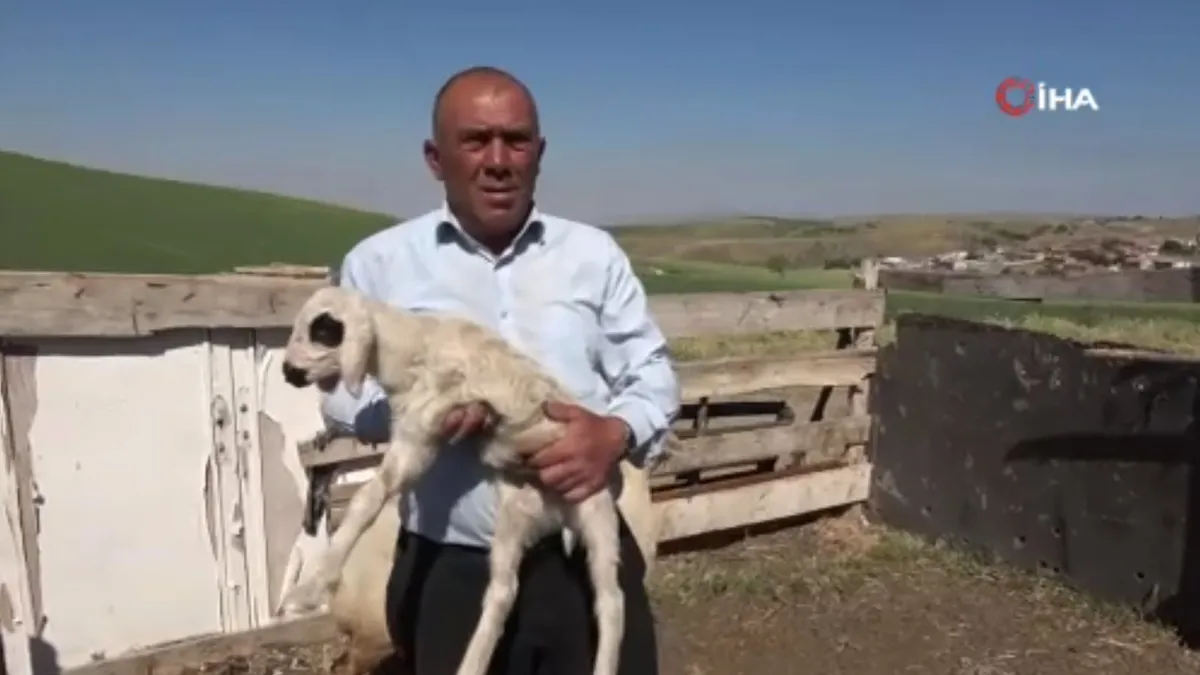 Görüntüler Yozgat’tan! Bu kuzuyu gören hayrete düştü