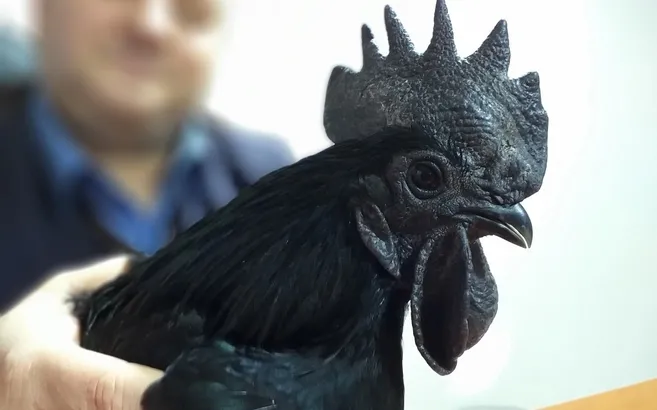 Bursa'da görenleri şaşırtan kara tavuk! İç organları dahil kara...