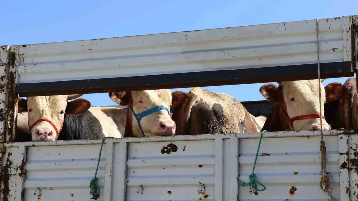 Doğu'da kurbanlık sevkiyatına sıkı denetim