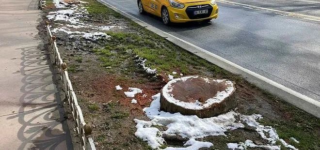 CHP’li İBB’nin ağaç katliamına Başkan Erdoğan’dan tepki: Nerede bu çevreciler?