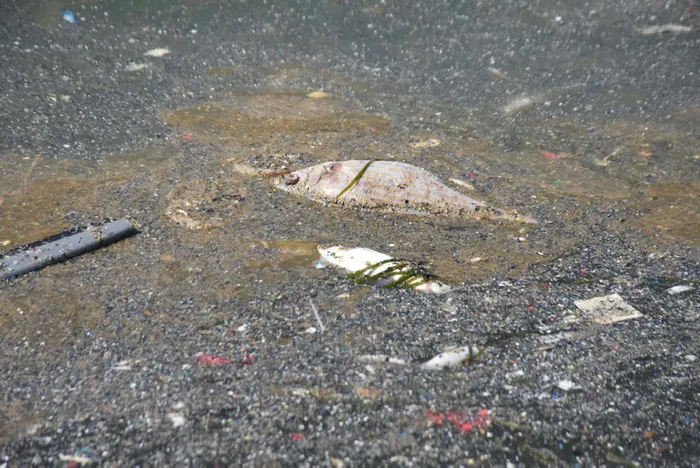 İzmir Körfezi için bakanlık seferber! Acil eylem planı ay sonu açıklanacak