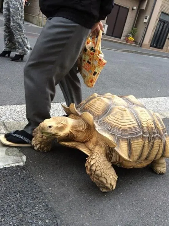 Sokakta bir dev kaplumbağa!