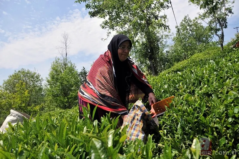 ÇAYKUR beklenen işçi alımı bitiyor! KPSS şartı olmaksızın ilkokul mezunu 1.072 aday kadrolara girecek 2