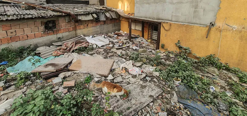 İstanbul'da metruk binada 4'ü yavru 7 kedi parçalanarak öldürüldü