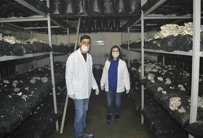 Ağrılı girişimci eşiyle eğitimini alıp mantar üretim tesisi kurdu! Hedef yılda 60 ton ürün elde etmek - 2