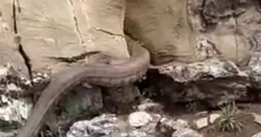Sıcaklarla birlikte ortaya çıktılar! Kayalıklar arasında görülen 2 metrelik dev yılan...