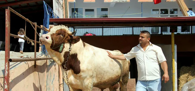 Otomobil fiyatına kurbanlık boğa
