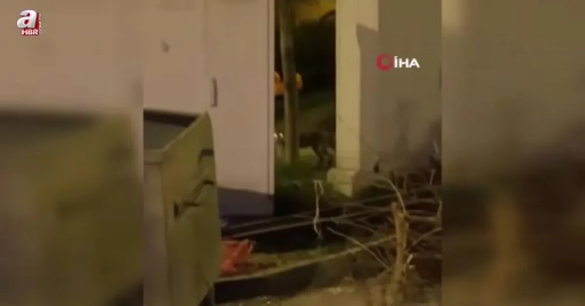 Aç kalan tilki şehir merkezine indi