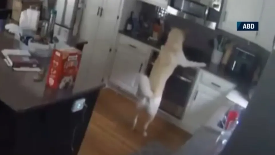 Sahibi olmayan köpek evde yangın çıkardı! Tavaya patileriyle uzanınca ocak açıldı