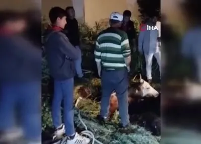 Çukura düşen büyükbaş hayvan kurtarıldı