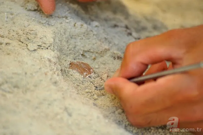 Çoban toprak kayınca keşfetti! Milattan önce 10 bin yılından kalma tatlı bulundu 8