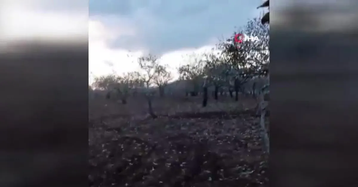 Domuzu traktörle böyle kovaladı