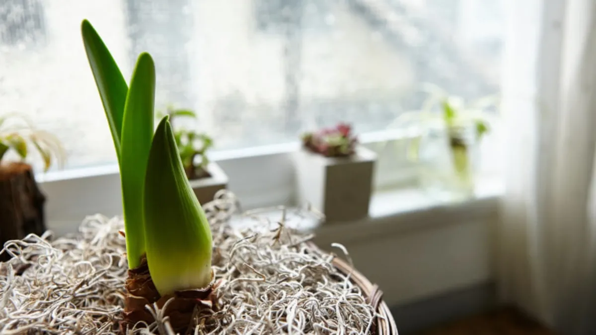 Ev bitkileri neden solar? Yanlış bakım kökleri çürütüyor!