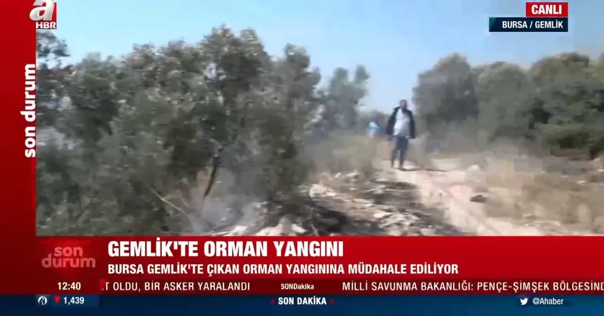Gemlik’te orman yangını!