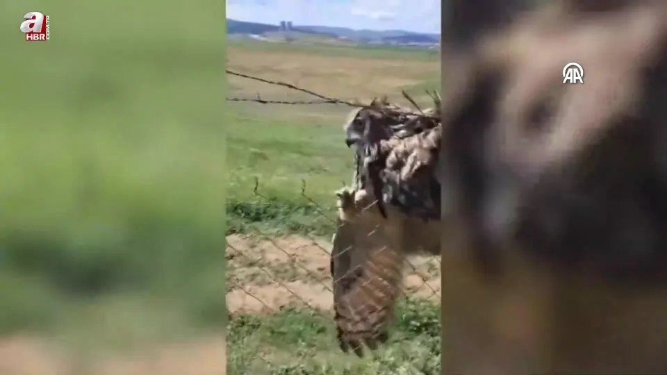 Dikenli tellere takılmış halde bulunan puhu tedavi altına alındı