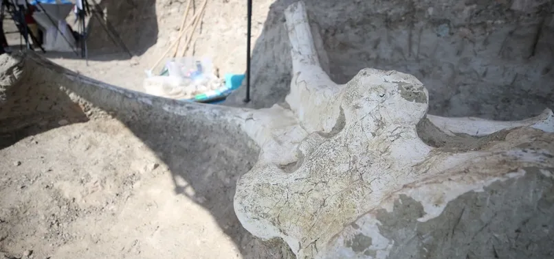 Kayseri'de bulundu! 7,5 milyon yıllık...