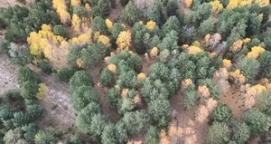 Kars’ta sonbaharda renk cümbüşü yaşanıyor