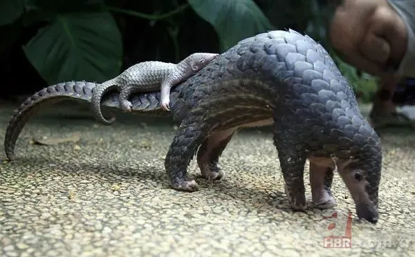 Pangolin koronavirüs taşıyıcısı çıktı! İşte Pangolinlerin yaşadığı ülkeler ve bölgeler... 5