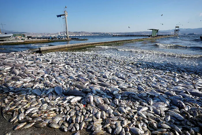 İzmir Körfezi’nde balık ölümleri devam ediyor! Belediye Başkanı Tugay: Balıklar buraya ait değil