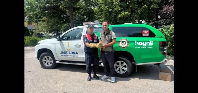 Yaralı yavru baykuş'a jandarma şefkati