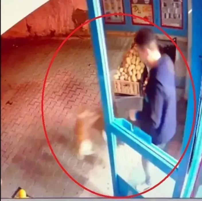 Market çalışanından sokak kedisine şiddet! Sosyal medyayı sallayan görüntü