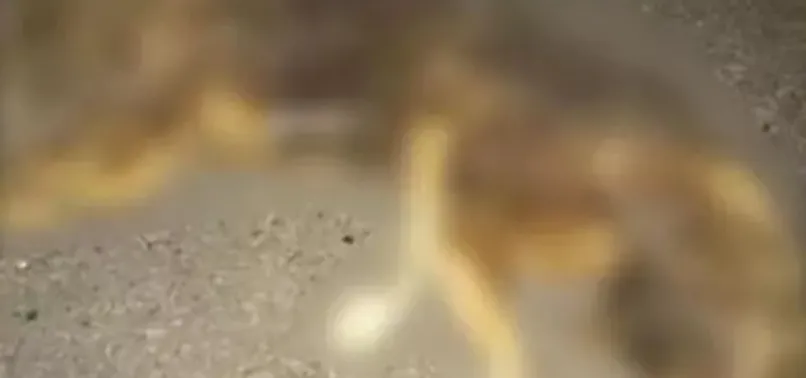 İzmir’de köpeği yakan ve görüntülerini paylaşan şahıs baskınla yakalandı