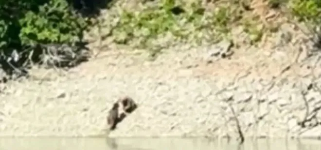 Artvin'de iki ayı önce serinledi, sonra nehir kıyısında kavga etti