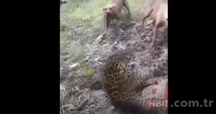 Jaguar başıboş köpeklere av oldu! Dehşet dolu anlar kamerada