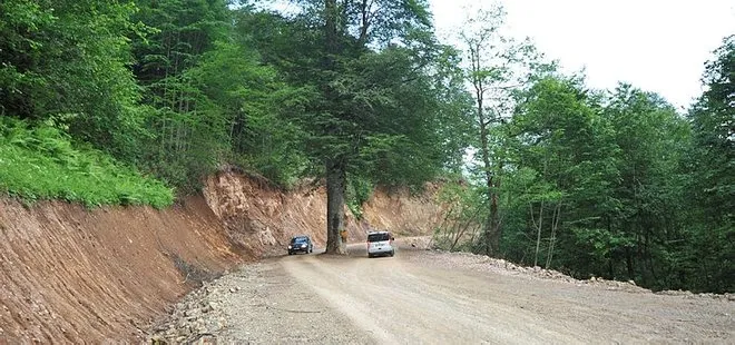 Trabzon’da yol ortasındaki asırlık gürgen kesilmekten kurtarıldı
