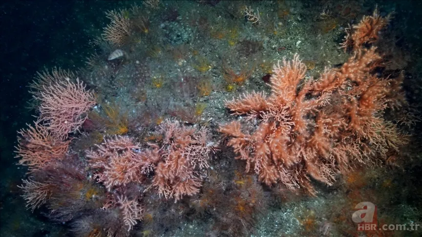 Denizlerimizde tehlike çanları: 39 tür yok olma riskiyle karşı karşıya 5