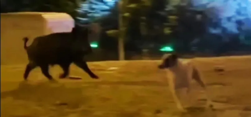 Şehre inen yaban domuzu köpekleri kovaladı! O anlar kameraya böyle yansıdı