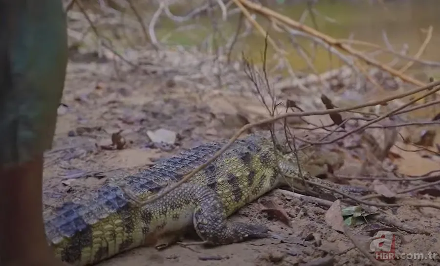 Hayatta kalmak için avladıkları timsahın karnından çıkanlar şoke etti! Mide bulandıran görüntü 10
