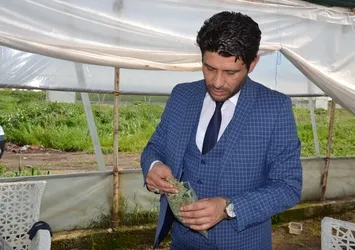 Nişasta bazlı şeker yerine stevia!