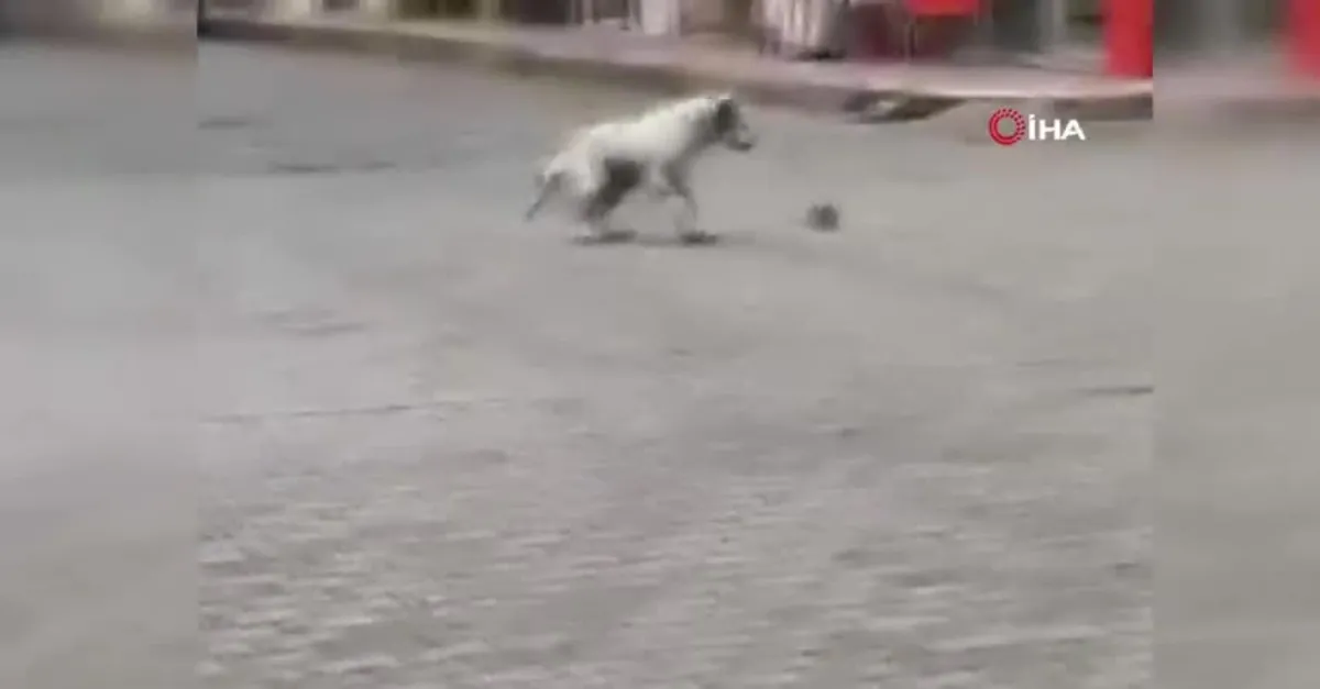 Gören şaştı kaldı! Köpeğin fare ile oyunu gülümsetti