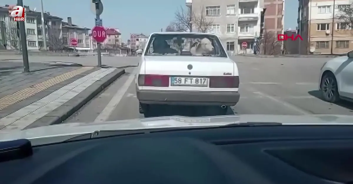 Buzağıyı otomobille veterinere götürdüler