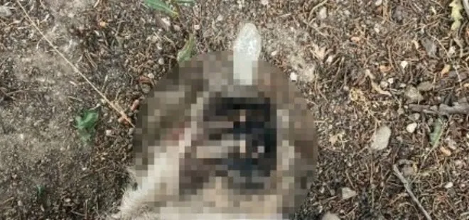 Bursa’da yürek yakan canilik! Hava alması için bahçeye bıraktığı engelli kedisini yüzü parçalanmış halde ölü buldu
