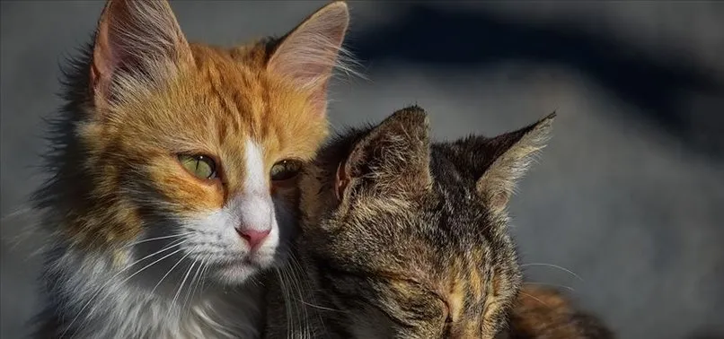 ABD'de arka bahçesinde sahipsiz kedi besleyen kadına hapis cezası