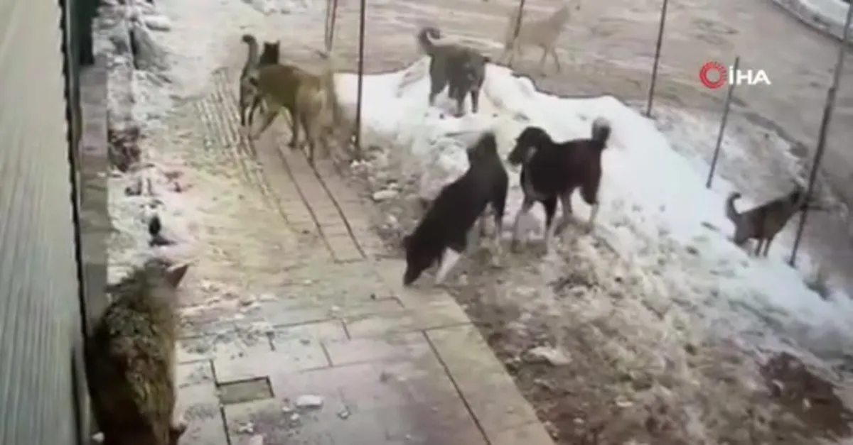 Köpeklerin kurda saldırısı kamerada!