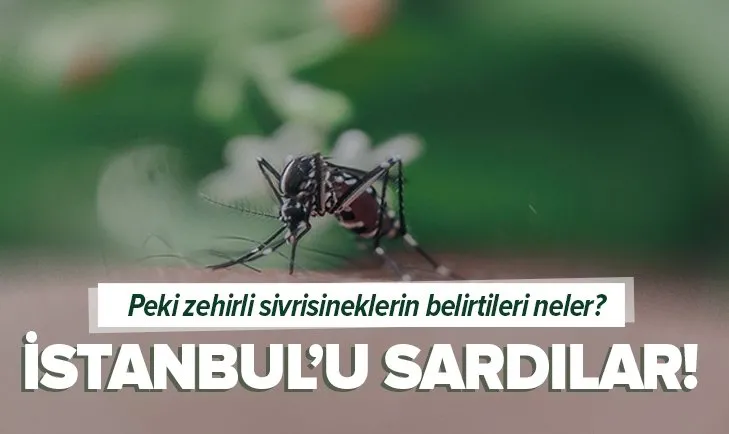 İstanbul'u esir alan zehirli sivri sineklerin belirtileri neler?