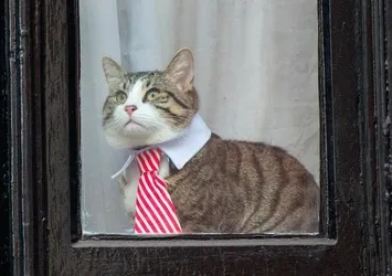 Assange'ın sorgusunda kedisi de kravatlı!