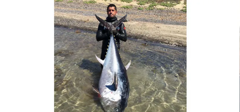 Zıpkınla 130 kiloluk orkinos avladı