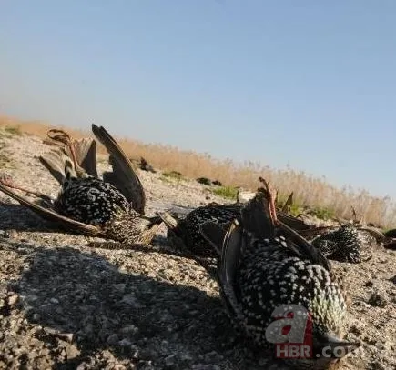 Ölüler bizi duyar mı? 11