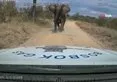 Vahşi fil arabayı parçaladı! Güney Afrika’da dehşet dolu anlar