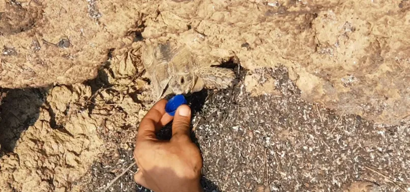 Alevlerin arasından sağ çıktı! Kaplumbağa yangından böyle kurtuldu