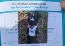 Keçiyi telef eden pitbull köpeği yakalandı!