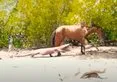 Komodo ejderi yaşlı atı canlı canlı yedi 🐎 Vahşi doğanın acımasızı dehşete düşürdü