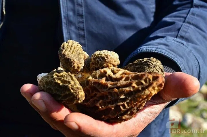 Bayram tatilini fırsat bilip ormana akın ettiler! Kilosu 500 liradan alıcı buluyor 23