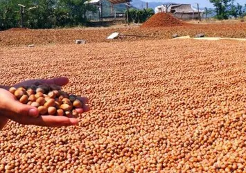 Ordu'da fındık hasadı erken başladı
