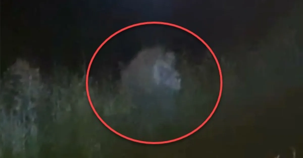 Antalya Manavgat'ta aslan paniği! Bir kişiye saldırdı